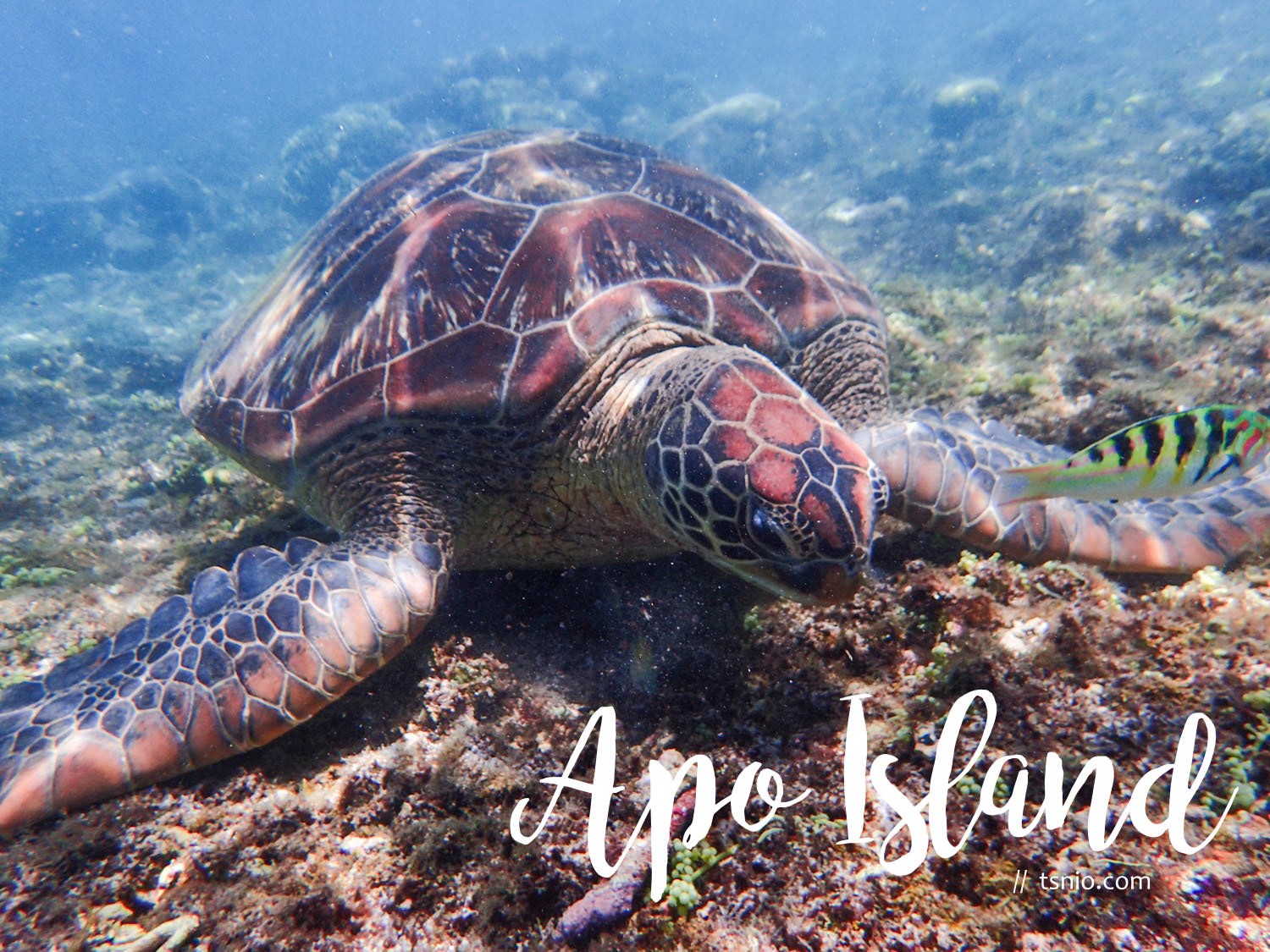 菲律賓杜馬蓋地阿波島 Apo Island 浮潛看海龜