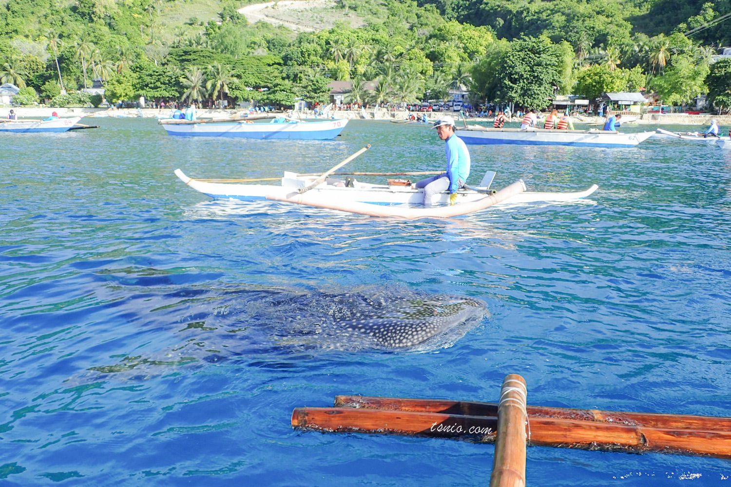菲律賓宿霧 歐斯陸 Oslob 鯨鯊村浮潛 鯨鯊共游