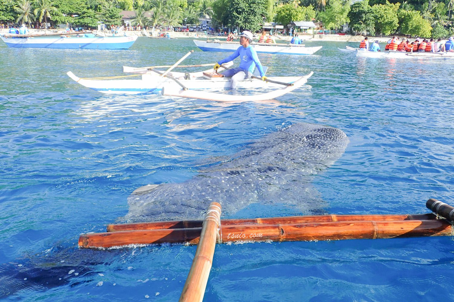 菲律賓宿霧 歐斯陸 Oslob 鯨鯊村浮潛 鯨鯊共游