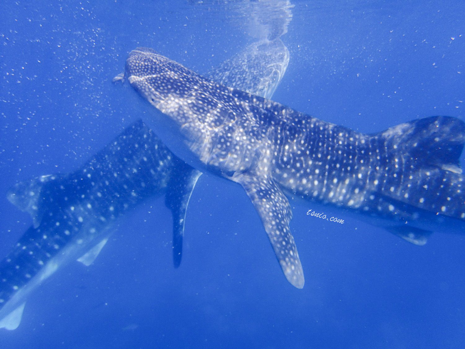 菲律賓薄荷島景點｜鯨鯊共游：薄荷島鯨鯊村就能見到海中溫柔巨人
