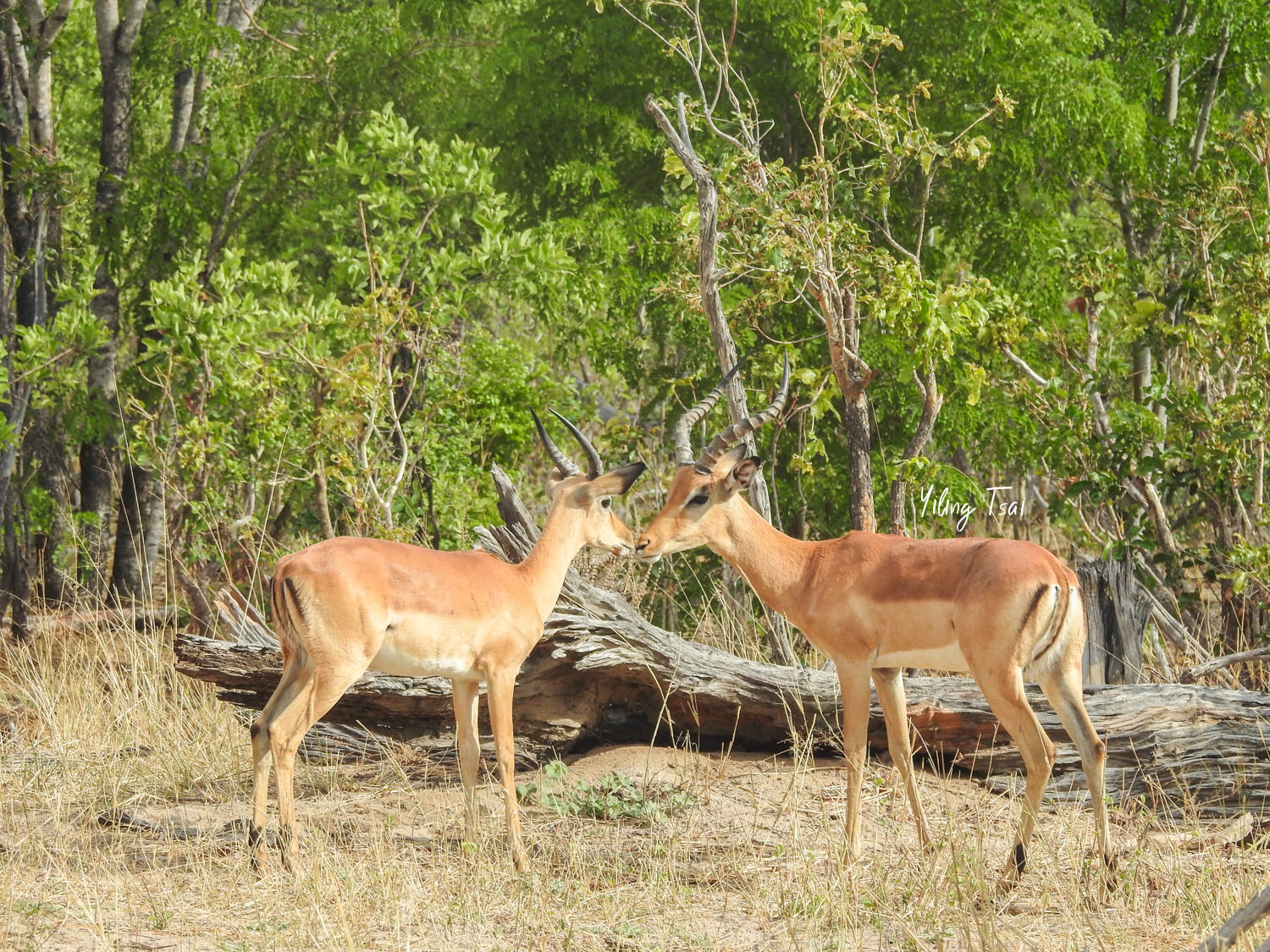 辛巴威景點 萬基國家公園 非洲獵遊初體驗 動物大集合