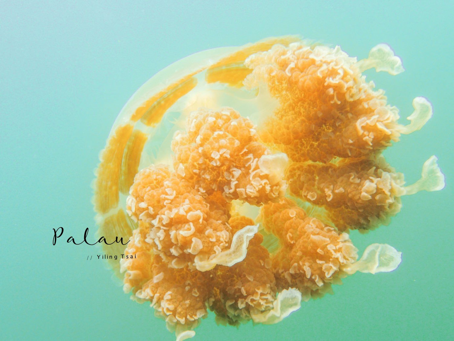 帛琉景點｜水母湖：夢幻水母天堂中浮潛，最具帛琉代表性景點