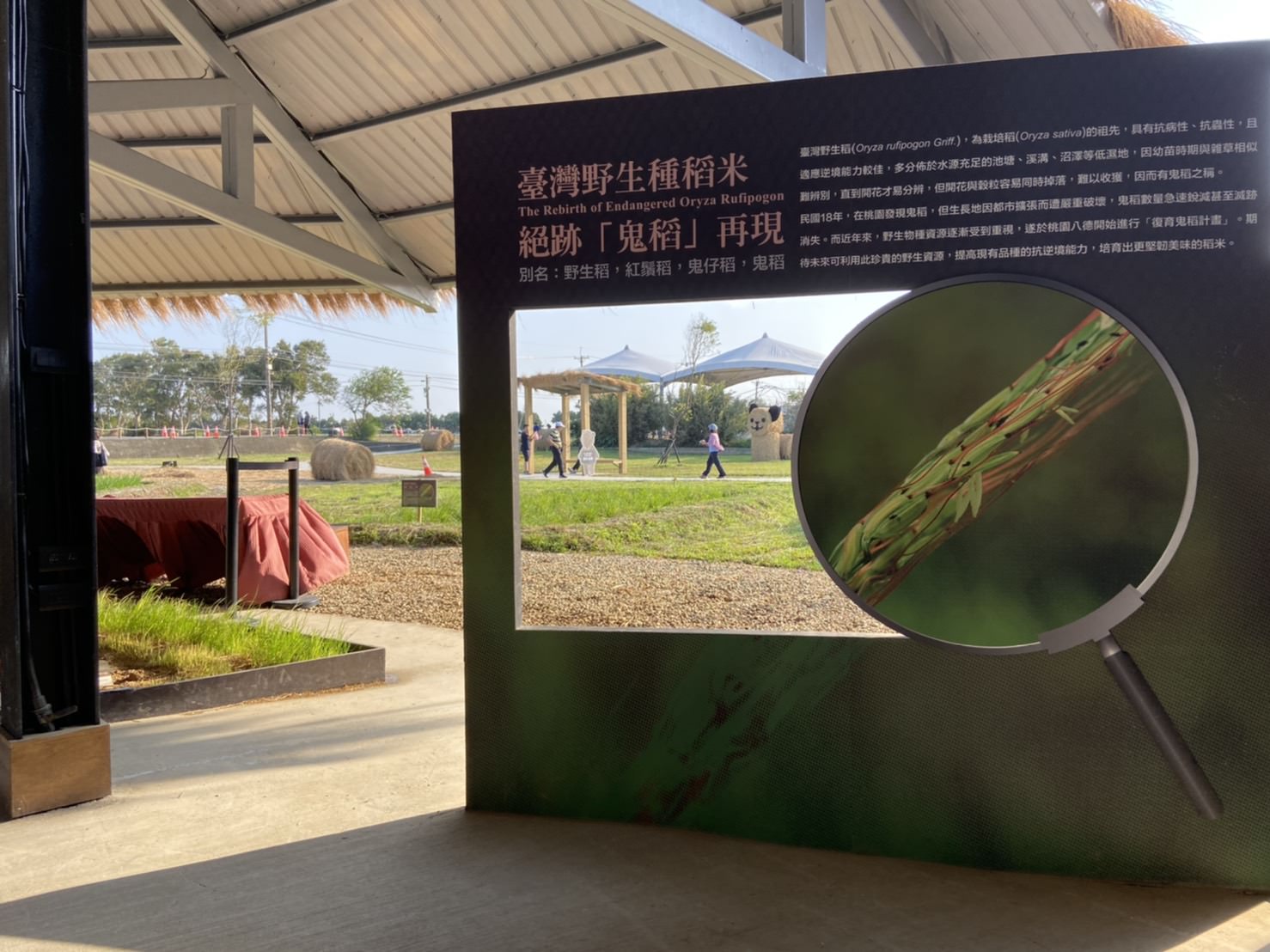 2019 桃園農業博覽會 米の集會所 無人機飛行、製米達人體驗