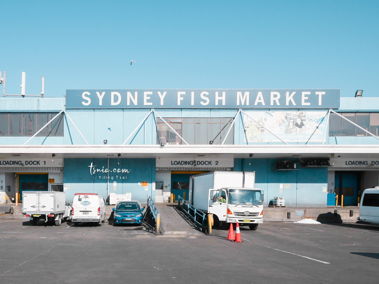 澳洲雪梨景點 Sydney Fish Market 雪梨魚市場 新鮮海產美味生蠔
