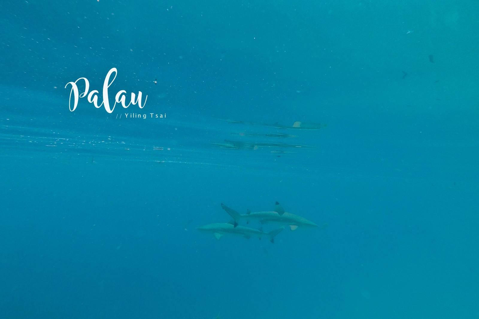 帛琉景點 鯊魚城 Shark City 鯊魚島 Ngermeaus 與鯊共泳的心驚時刻