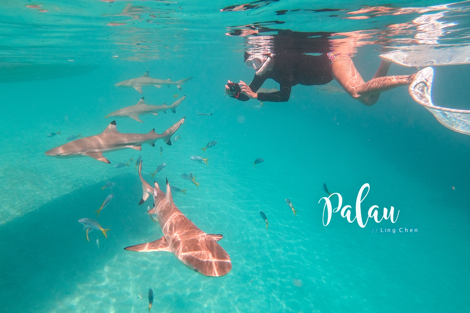 帛琉景點 鯊魚城 Shark City 鯊魚島 Ngermeaus 與鯊共泳的心驚時刻