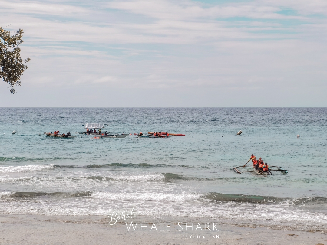 菲律賓薄荷島景點｜鯨鯊共游：薄荷島鯨鯊村就能見到海中溫柔巨人