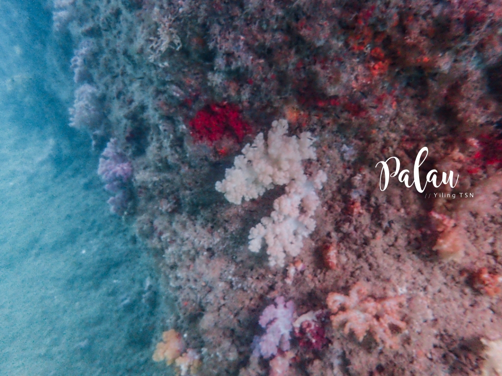 帛琉景點｜七彩軟珊瑚 Soft Coral Arch：夢幻海蝕洞五顏六色軟珊瑚