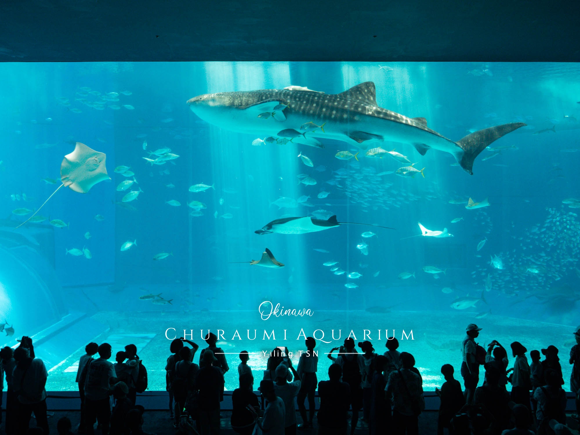 沖繩景點｜美麗海水族館：交通、門票、設施總整理