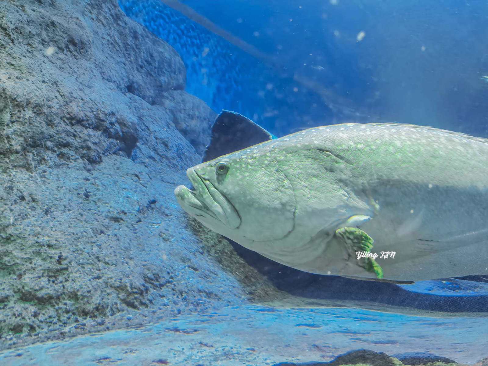 芭達雅景點｜Underwater World Pattaya 芭達雅海底世界：海底隧道和餵食秀欣賞