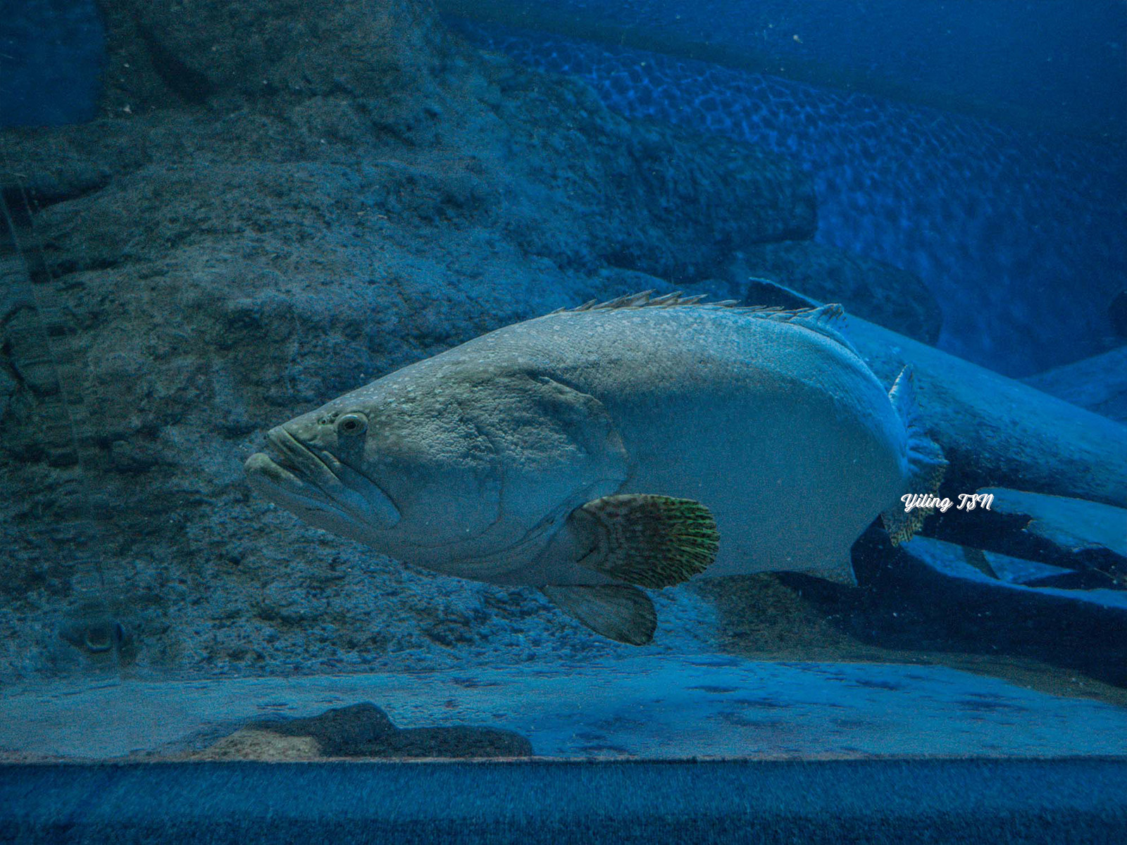 芭達雅景點｜Underwater World Pattaya 芭達雅海底世界：海底隧道和餵食秀欣賞