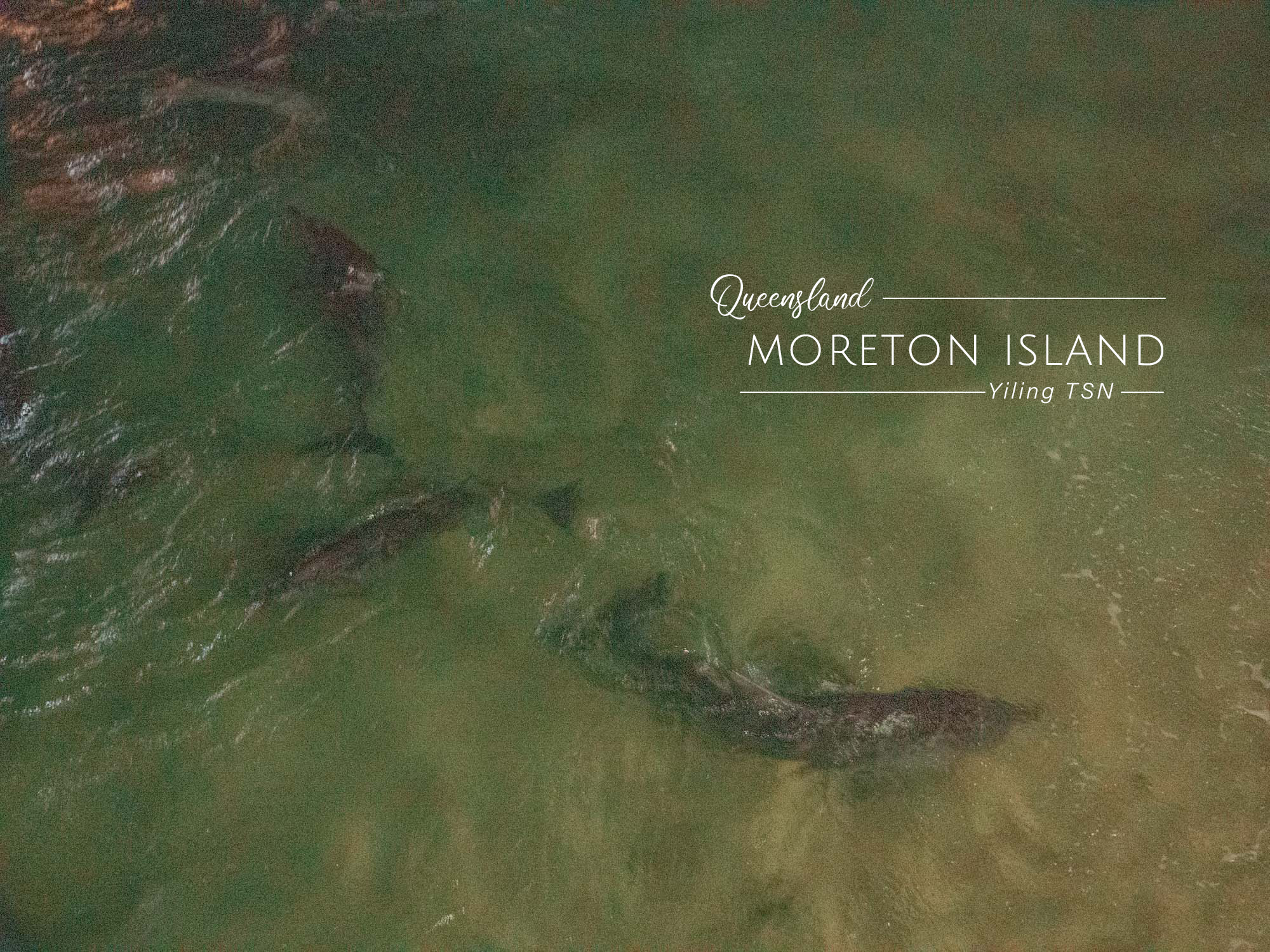 澳洲昆士蘭海豚島一日遊：四輪傳動車、驚奇滑沙趣、親手餵海豚