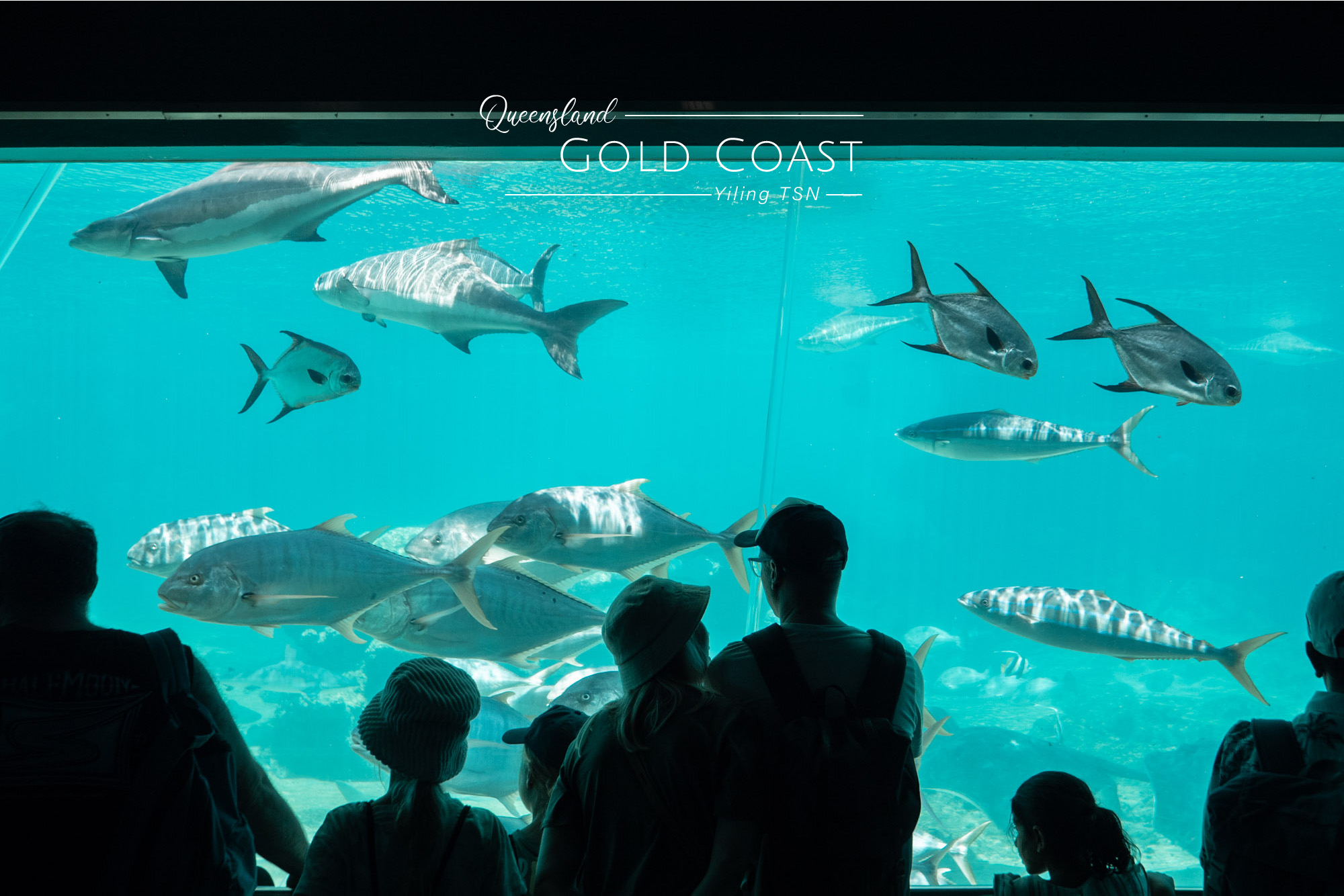 澳洲黃金海岸景點｜海洋世界 Sea World Gold Coast：刺激遊樂設施，近距離接觸海洋生物