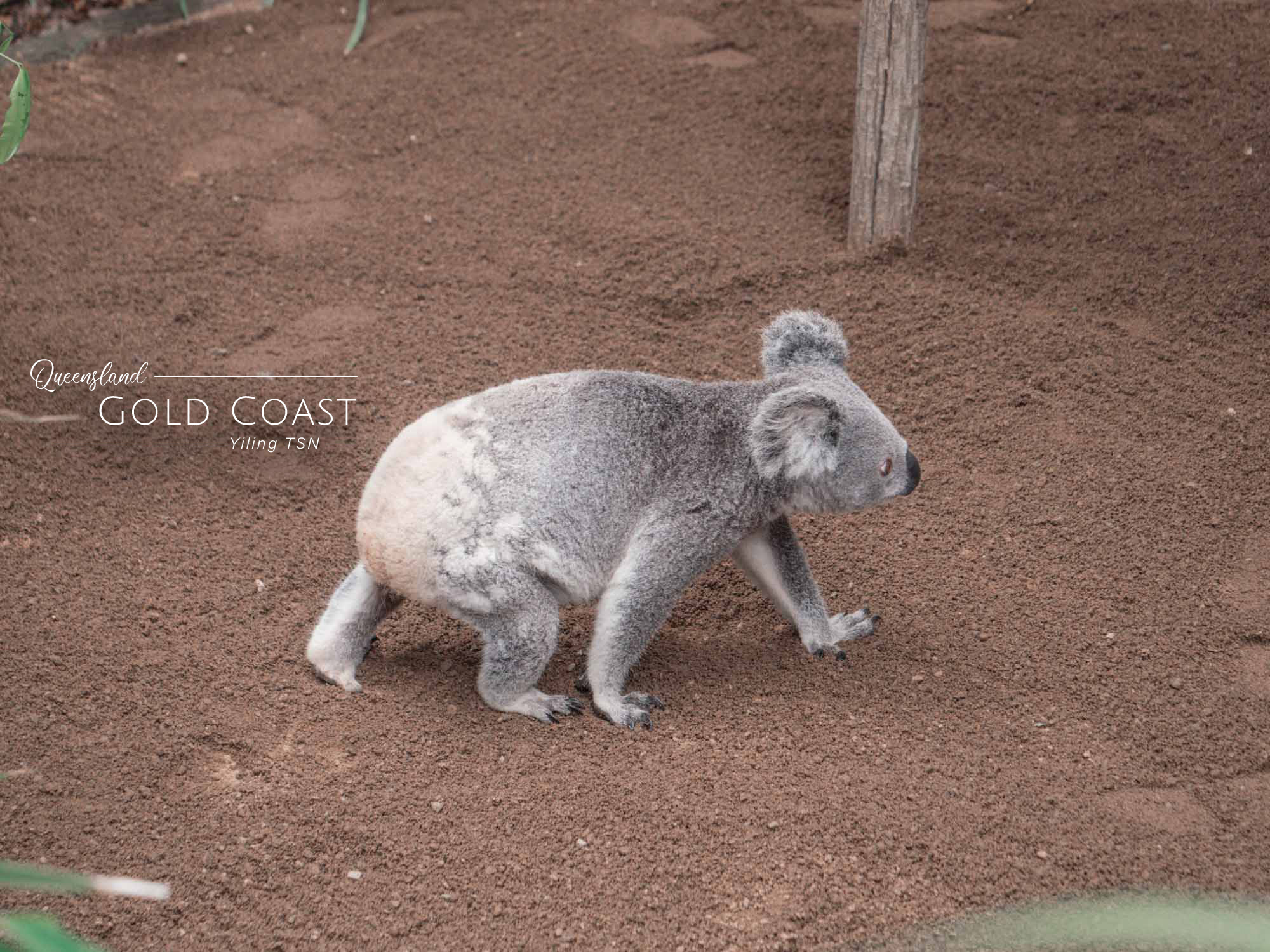 澳洲黃金海岸｜Currumbin Wildlife Sanctuary 可倫賓野生動物園：與無尾熊近距離接觸