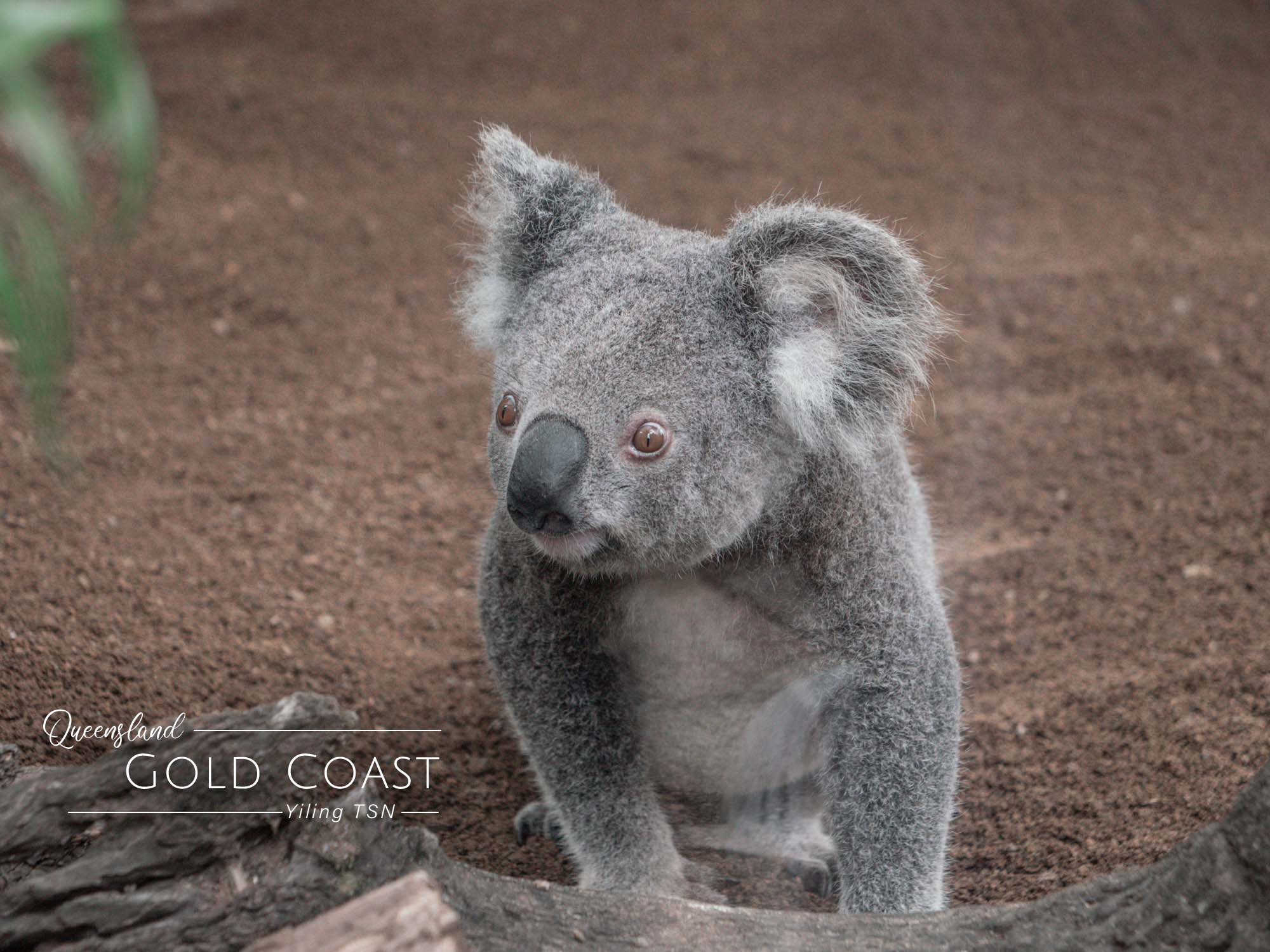 澳洲黃金海岸｜Currumbin Wildlife Sanctuary 可倫賓野生動物園：與無尾熊近距離接觸